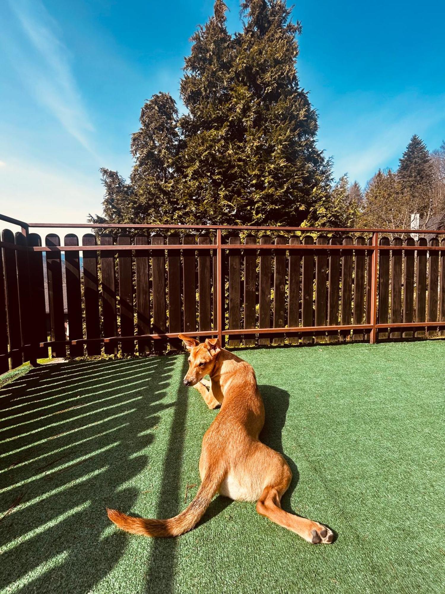 Willa Karolinka Stroza - Pet Friendly Мысленице Экстерьер фото